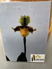 Paphiopedilum paphiopedilum dr gebraucht kaufen  Wolfsburg