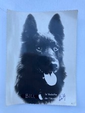 Photo chien policier d'occasion  Baugé