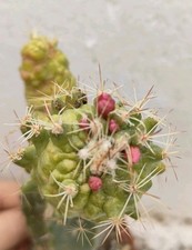 Mammillaria bocasana monster usato  Lecce