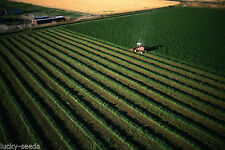 Alfalfa seed common for sale  Odessa