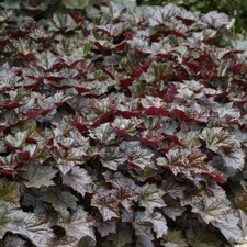 Campanella argento foglie usato  Spedire a Italy