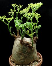 Cyphostemma uter v.macropus for sale  Shipping to United Kingdom