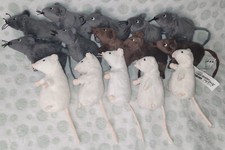 Ikea maus gosig gebraucht kaufen  München