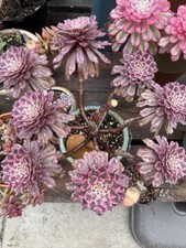 Rare succulent aeonium for sale  Brooklyn