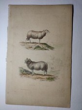 Antique buffon engraving d'occasion  Expédié en Belgium