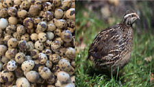 Coturnix quail hatching for sale  Watkins