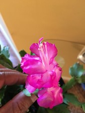 Christmas cactus live for sale  USA