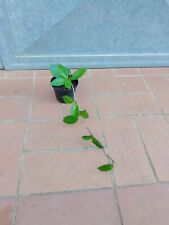 Pianta hoya carnosa usato  Buti