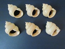 live snails for sale live snails for sale SOUTHAMPTON