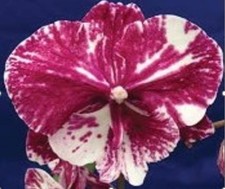 Phalaenopsis jincheng surprise gebraucht kaufen  Straubenhardt