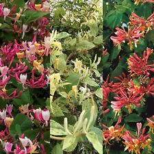 Lonicera honeysuckle mix for sale  GLASGOW