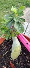 Desert rose adendum for sale  Port Aransas