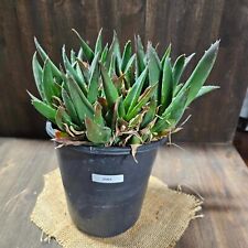 Aloe black gem for sale  Chula Vista