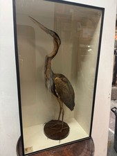 Taxidermy heron for sale  BARNSTAPLE