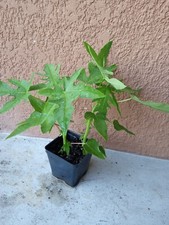 Plants pot maradol for sale  Vero Beach