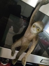 chimp for sale chimp for sale North Vernon