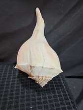 lightning whelk for sale lightning whelk for sale Ocala