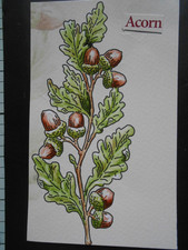 Carnation crafts acorn for sale  STURMINSTER NEWTON