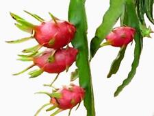 Planta viva de fruta de dragão bem enraizada em vaso de 4 polpa branca (Pitaya Hylocereus), usado comprar usado  Enviando para Brazil