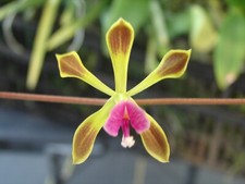 Extremely rare encyclia for sale  Arcadia