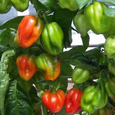 Scotch bonnet chilli for sale  PEEBLES