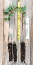 Quaking aspen tree for sale  Albany