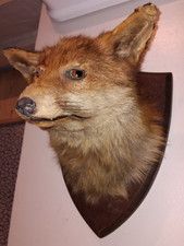 Taxidermy fox head for sale  BANWELL