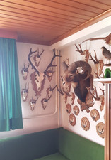 12er hirschgeweih schädel gebraucht kaufen 12er hirschgeweih schädel gebraucht kaufen  Höxter