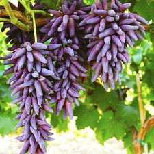 Uva tavola anni usato Uva tavola anni usato  Spedire a Italy