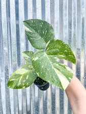 Large rare monstera for sale  Homestead