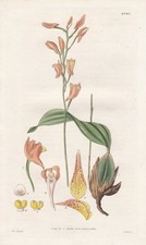 Maxillaria racemosa fleur d'occasion  Expédié en France