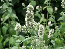 Catnip organic wildcrafted for sale  Middleburgh