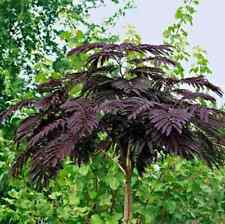 Purple silk tree for sale  UK