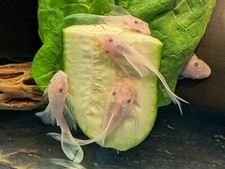 Longfin snow white for sale  Smartsville