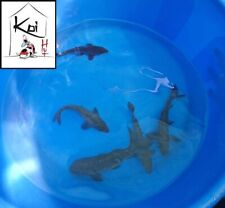 Mirror carp 10cm for sale  HAVANT