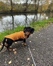 Tdawg dachshund boucle for sale  LONDON