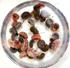 Ramshorn snails live for sale  Philadelphia