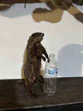 Cute beautiful taxidermy for sale  New York
