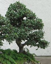 Samen pflanzen baum gebraucht kaufen  Deutschland