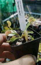 Venus flytrap dionaea for sale  NORWICH