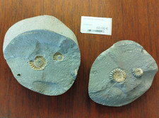 Bloc fossile ammonites d'occasion  Yffiniac