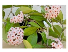 Hoya carnosa wax for sale  EDINBURGH