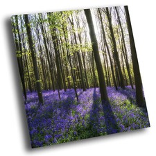 Purple flower forest for sale  STRABANE