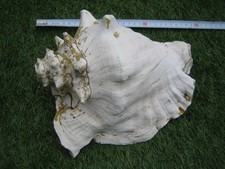 Old large inch for sale  HOLYHEAD