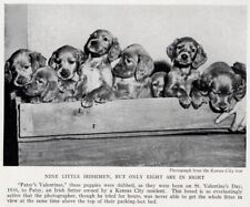 Irish setter pups for sale  Tampa