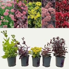 Sedum stonecrop plant for sale  GLASGOW