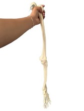 Left medical anatomical for sale  Apple Valley