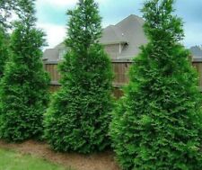 100 thuja green for sale  Crawfordville