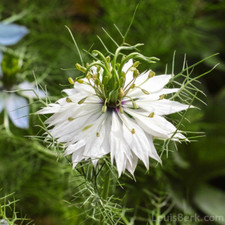 Flower flower nigella for sale  HIGH WYCOMBE