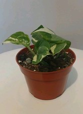 Njoy pothos for sale  Old Forge